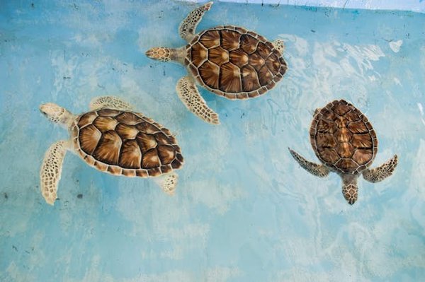Quels sont les meilleurs spots pour une plongée en apnée avec les tortues marines à Hawaï?